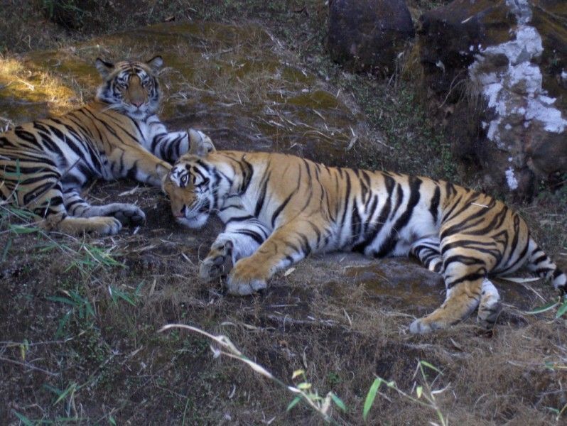 Rencontre Tigre Thailande